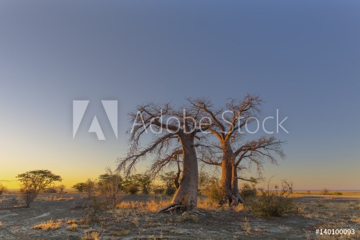 Picture of Baobab trees in yellow morning light